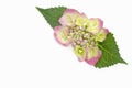 Hydrangea Royalty Free Stock Photo