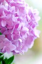 Hydrangea Royalty Free Stock Photo