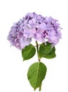 Hydrangea