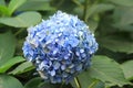 Hydrangea