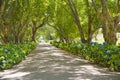 Hydrangea Alley Royalty Free Stock Photo