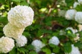 Hydrangea Annabelle white flowers closeup