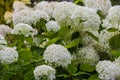 hydrangea Annabelle