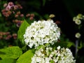 Hydrangea arborescens `Anabelle` Royalty Free Stock Photo