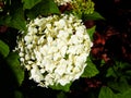 Hydrangea arborescens `Anabelle` Royalty Free Stock Photo