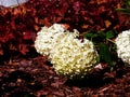 Hydrangea arborescens `Anabelle` Royalty Free Stock Photo