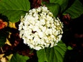 Hydrangea arborescens `Anabelle` Royalty Free Stock Photo