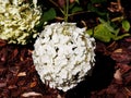 Hydrangea arborescens `Anabelle` Royalty Free Stock Photo