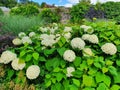 Hydrangea Arborescens `Annabell`e Royalty Free Stock Photo