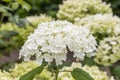 Close up of single bloom of pure white mophead Hydrangea `Annabelle`. Leaves and Hydrangea blossom blurred in the background. Royalty Free Stock Photo