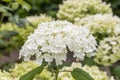 Close up of single bloom of pure white mophead Hydrangea `Annabelle`. Leaves and Hydrangea blossom blurred in the background.
