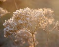 Hydrangea arborescens Annabelle