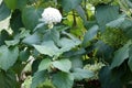Hydrangea arborescens `Annabelle`, Sevenbark Royalty Free Stock Photo