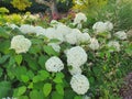 Hydrangea Arborescens `Annabelle`