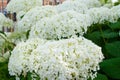 Hydrangea arborescens Annabelle white balls summer flowers.