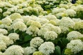 Hydrangea arborescens Annabelle white balls summer flowers.