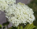 Hydrangea arborescens, commonly known as smooth hydrangea, wild hydrangea, or sevenbark Royalty Free Stock Photo