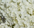 Hydrangea arborescens, commonly known as smooth hydrangea, wild hydrangea, or sevenbark Royalty Free Stock Photo