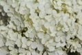 Hydrangea arborescens, commonly known as smooth hydrangea, wild hydrangea, or sevenbark Royalty Free Stock Photo