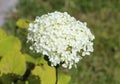 Hydrangea arborescens, commonly known as smooth hydrangea, wild hydrangea, or sevenbark Royalty Free Stock Photo