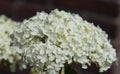 Hydrangea arborescens, commonly known as smooth hydrangea, wild hydrangea, or sevenbark Royalty Free Stock Photo