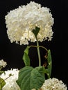 Hydrangea arborescens flower in blossom