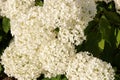 Hydrangea arborescens flowers Royalty Free Stock Photo