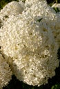 Hydrangea arborescens flowers Royalty Free Stock Photo