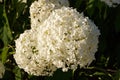 Hydrangea arborescens flowers Royalty Free Stock Photo