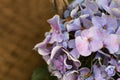 Hydrangea arborescens Incrediball Blush or Sweet Annabelle pink a corymb. smooth or wild or sevenbark, Horizontal with
