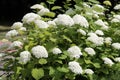 Hydrangea arborescens or Smooth hydrangea with white flowers and green foliage in garden Royalty Free Stock Photo