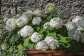Hydrangea arborescens smooth white flowering plant, group of small flowers on one stem in bloom Royalty Free Stock Photo