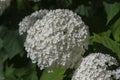 Hydrangea arborescens smooth white flowering plant, group of small flowers on one stem in bloom Royalty Free Stock Photo