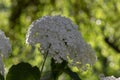 Hydrangea arborescens smooth white flowering plant, group of small flowers on one stem in bloom Royalty Free Stock Photo