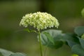 Hydrangea arborescens white flowering plant, group of small flowers on one stem in bloom Royalty Free Stock Photo
