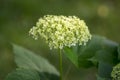 Hydrangea arborescens white flowering plant, group of small flowers on one stem in bloom Royalty Free Stock Photo