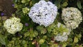 Hydrangea at Arjuna Tample Dieng Royalty Free Stock Photo