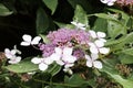 Hydrangea Aspera Buch in the Butchart Garden Royalty Free Stock Photo