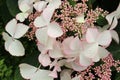 Hydrangea Aspera. Closeup of blooming white flowers and buds Royalty Free Stock Photo