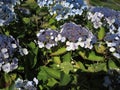 Hydrangea Aspera Macrophylla hortensia flowers Royalty Free Stock Photo