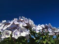 Hydrangea Aspera Macrophylla hortensia flowers Royalty Free Stock Photo