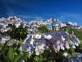 Hydrangea Aspera Macrophylla hortensia flowers Royalty Free Stock Photo