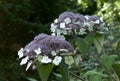 Hydrangea aspera macrophylla Royalty Free Stock Photo