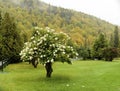 Hydrangea autumn New Hampshire