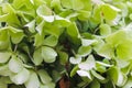 Hydrangea Background Leaves Background Colourful