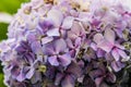 Hydrangea Detail Garden Colourful Green Pink