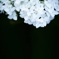 hydrangea background white flowers white squarebackground white hydrangea flowers closeup on black green background