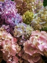 Hydrangea beautiful colorful bouquet top view. Pink, green, blue