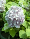 Hydrangea beautiful flower closeup