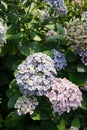 Hydrangea, beautiful flower plant native o Asia and America